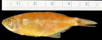 Media type: image;   Ichthyology 32828